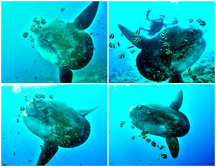 gili-tepekong-mola-mola-tauchen gili-tepekong-mola-mola-tauchen
