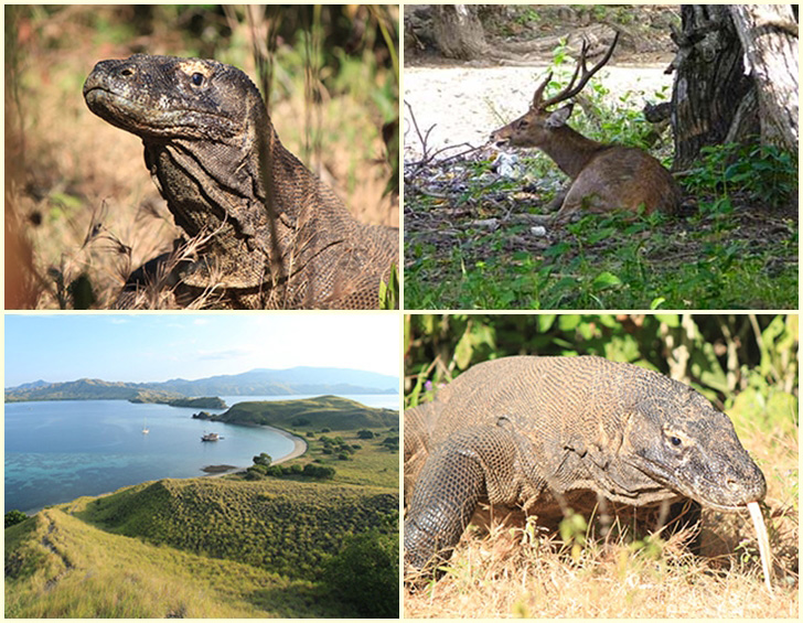 komodo-reisen komodo-reisen