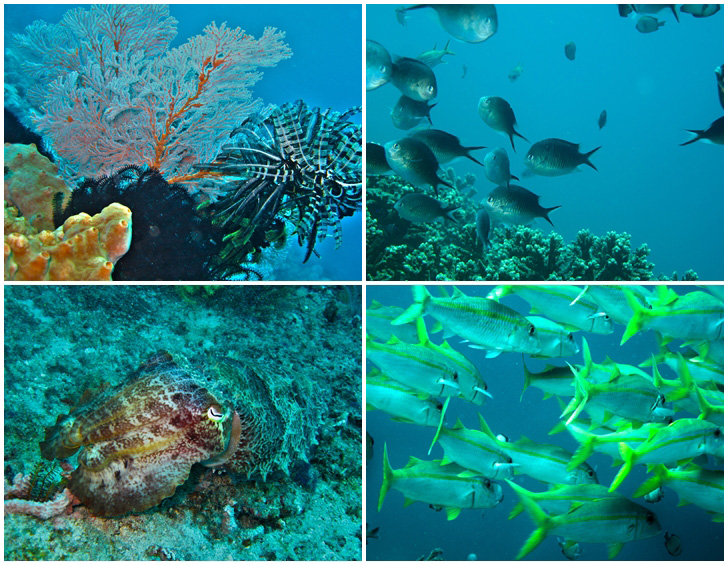 nusa-penida-tauchen nusa-penida-tauchen