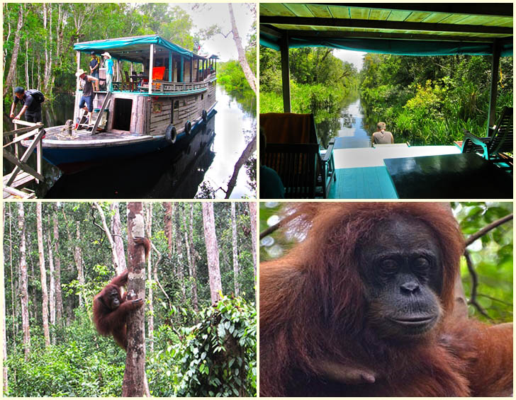 orangutan-tour-borneo orangutan-tour-borneo